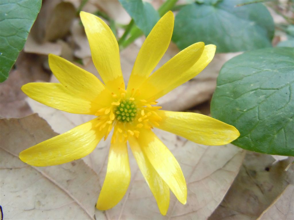 Ranunculus ficaria (non asteracea)...